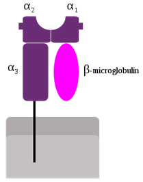 MHC Ⅰ类分子的结构示意图.png